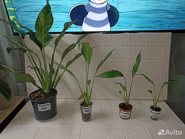 Замиокулькас