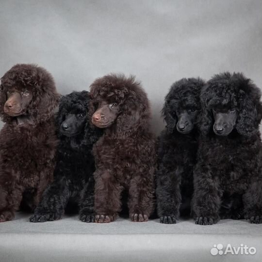 Малый (средний) пудель