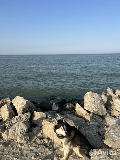 Сибирский хаски вязка