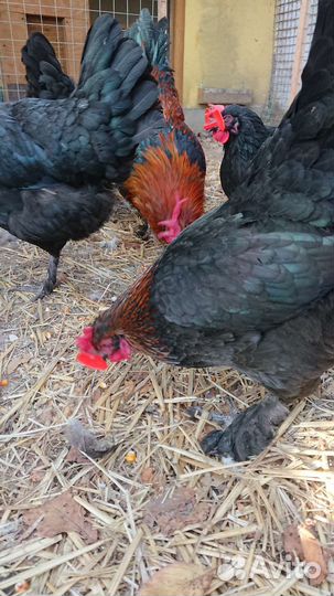 Маран черномедный инкубационное яйцо