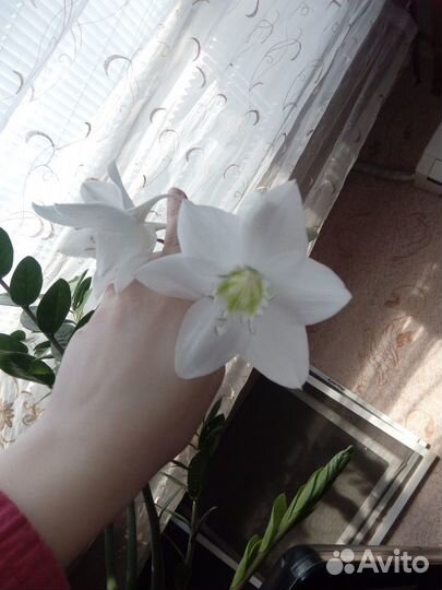 Амазонская лилия эухарис