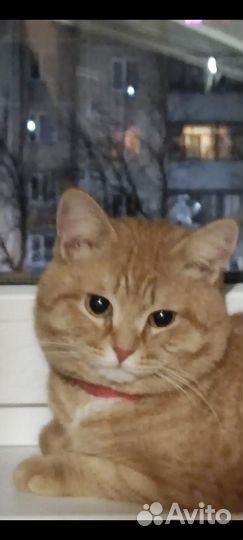 Кот в добрые руки