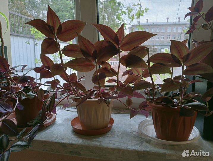 Традесканция зебрина