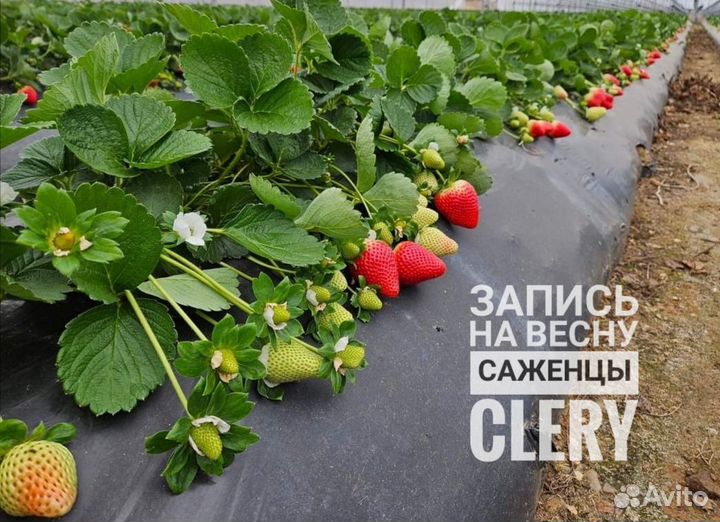 Рассада сортовой клубники, малины