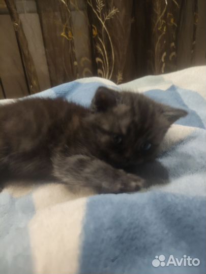 Британский котёнок