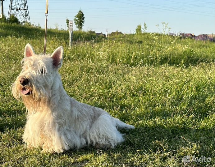 Скотч Терьер