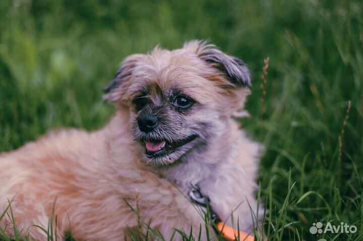 Обаятельный малыш Рэгги в дар