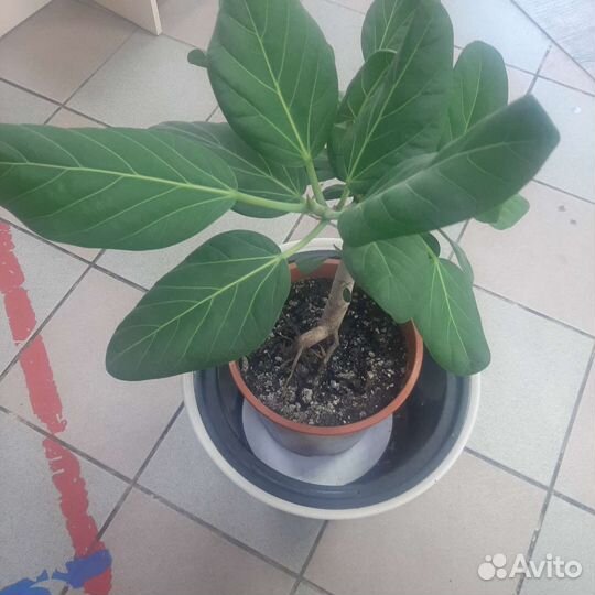 Бенгальский фикус