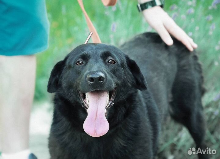 Собака в добрые руки