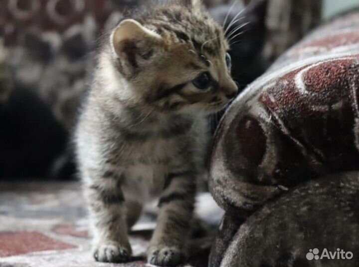 Котята в добрые руки даром