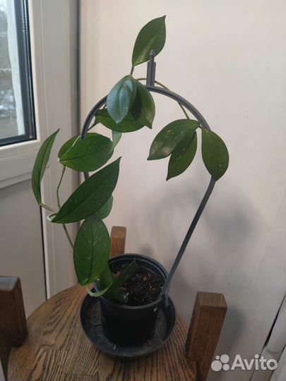 Хойя Карноза