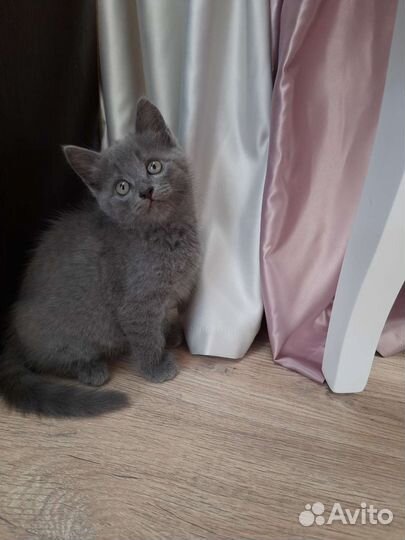 Британская