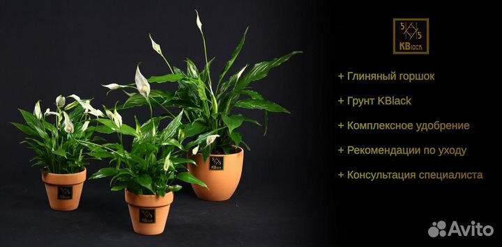 Комнатные домашние растения