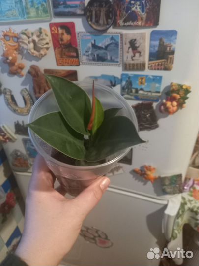 Фикус и папаротник