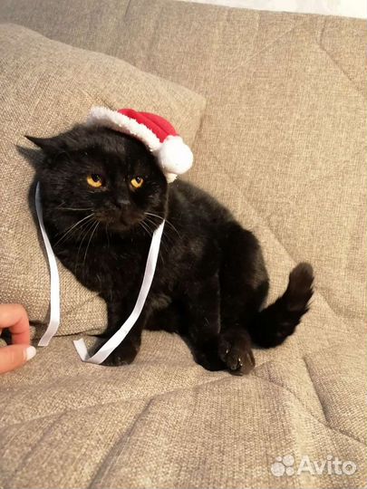 Британец в добрые руки