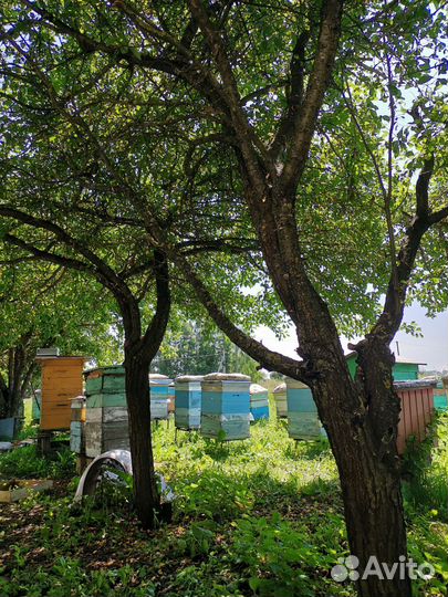 Пчелы на высадку