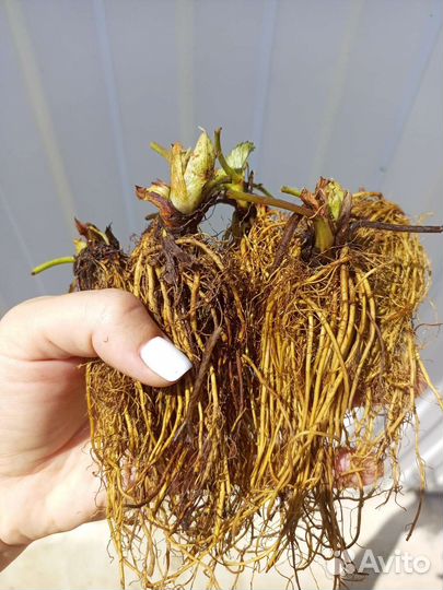 Саженцы клубники фриго