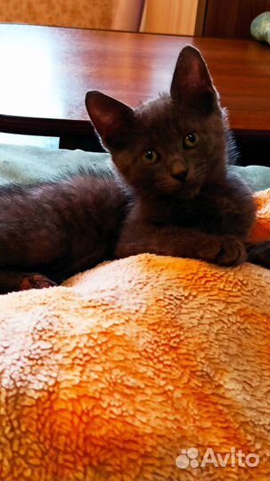 Отдам в добрые руки