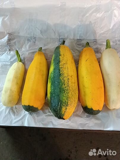 Кабачки домашние
