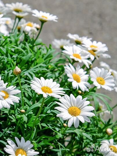 Папоротник, ромашка, ландыши