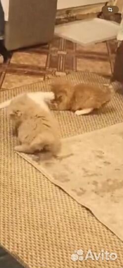 Котята в добрые руки даром