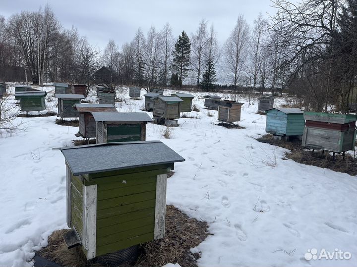 Ульи с пчелами