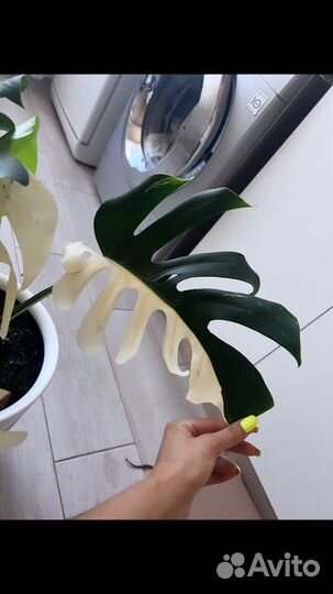 Монстера альба луна верхушка
