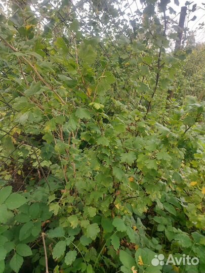 Саженцы крыжовника, вишни, смородины