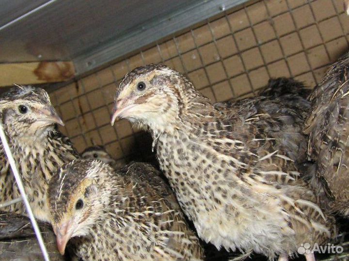 4породы пепепелов.Инкубационное яйцо перепелов