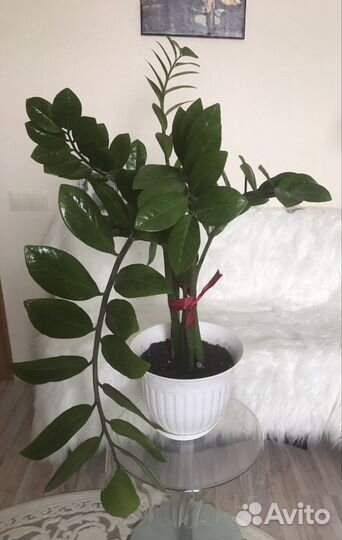 Замиокулькас