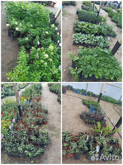 Большой выбор красивых многолетников