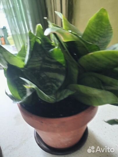 Сансивиерия ханни