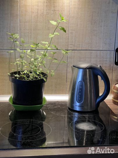 Мята шоколадная