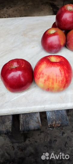 Яблоки домашние