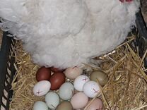 Яйцо куриное, индюшиное инкубационное