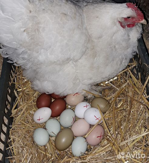 Яйцо куриное, индюшиное инкубационное