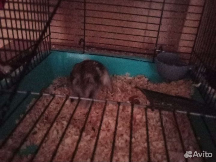 Джунгарский хомяк с клеткой читайте описание