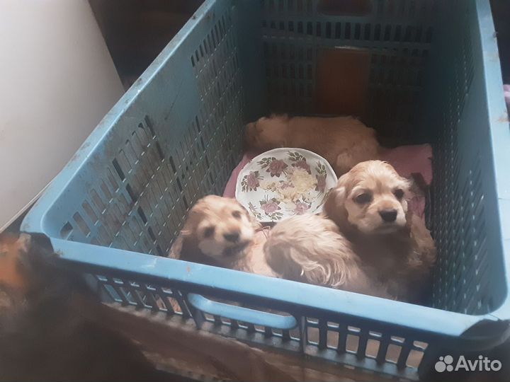 Кокер спаниель