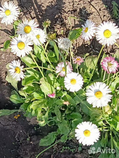 Многолетние садовые цветы