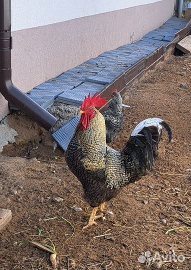 Продажа петух