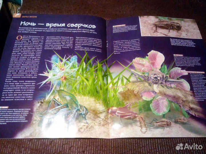 Настоящие насекомые