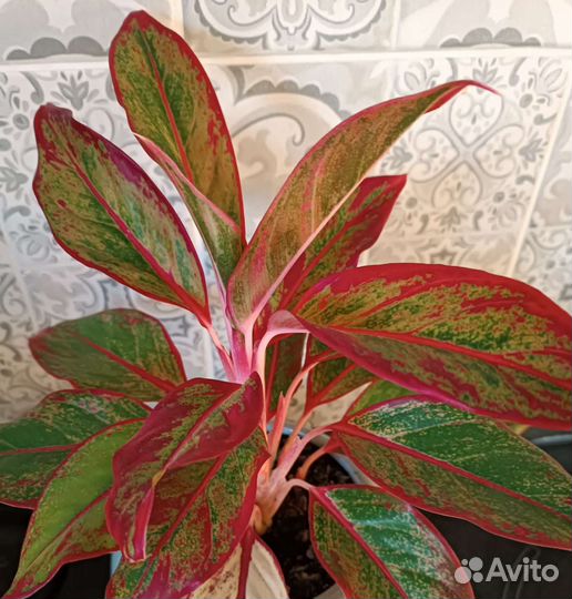 Аглаонема Крит