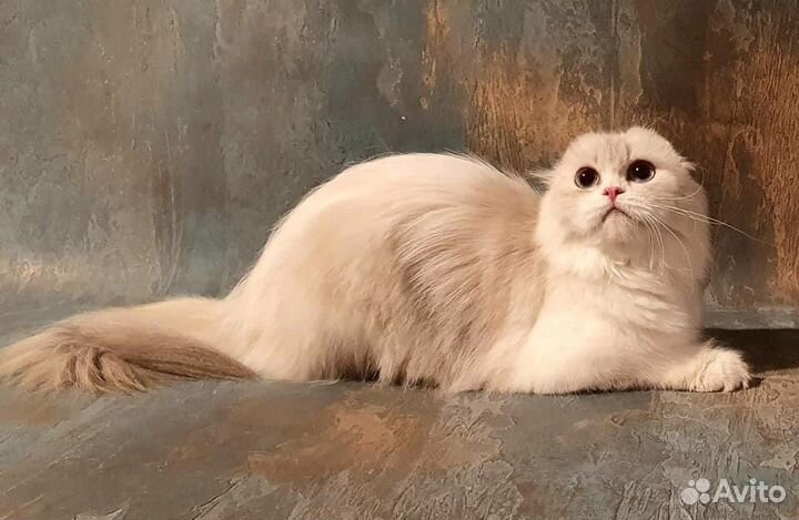 Шотландская девочка в добрые руки