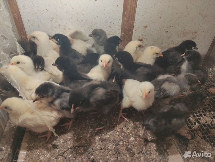 Цыплята несушки