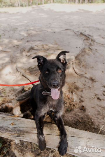 Самый добрый и умный Макс в поисках семьи