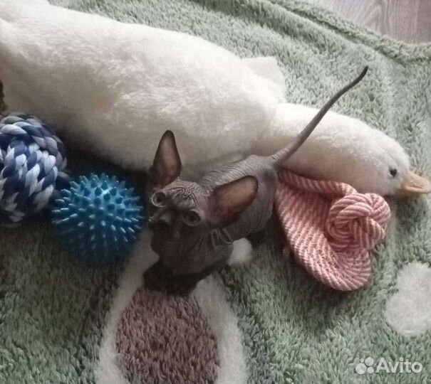 Канадский сфинкс котята