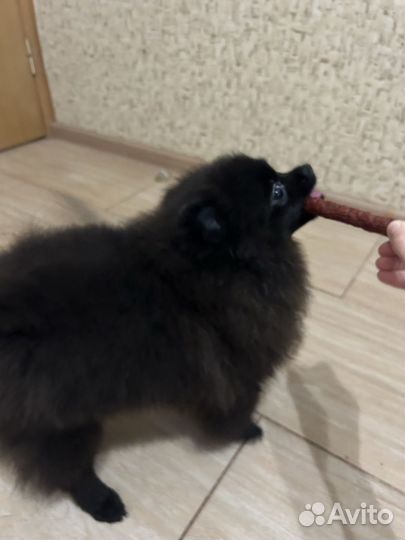 Щенки шпица мишка