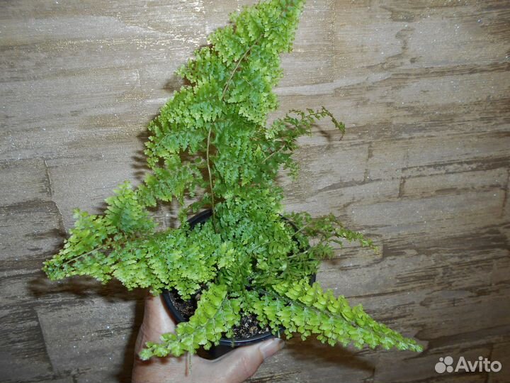 Папортник махровый