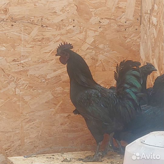 Инкубационное яйцо ухейилюй