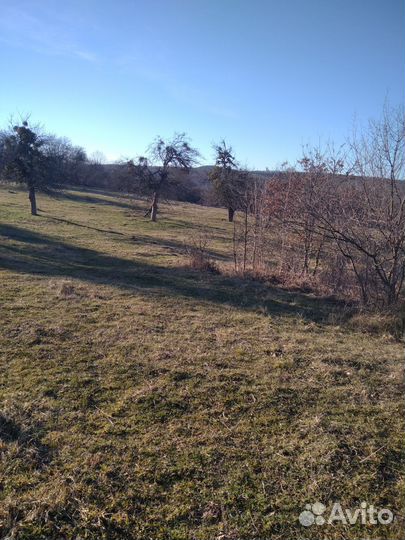 Конные прогулки на лошадях